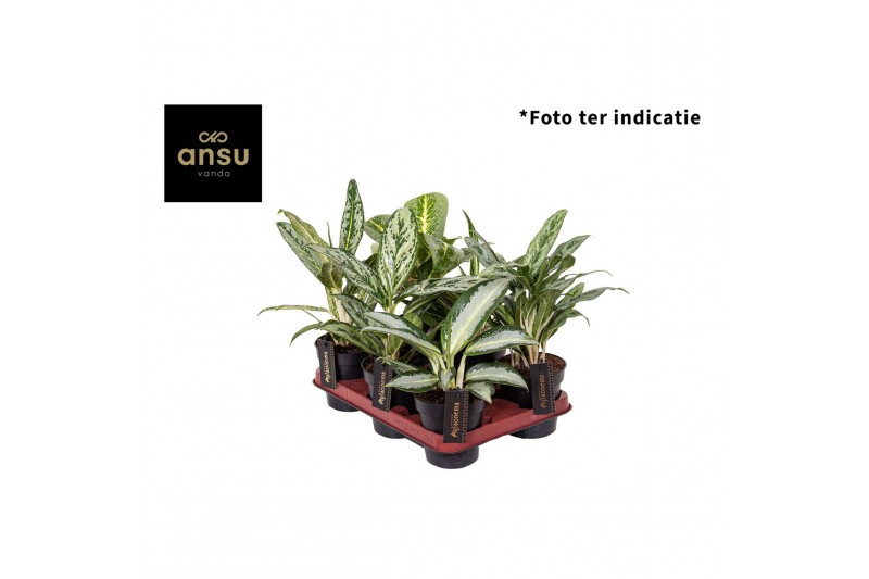 Aglaonema green mix 