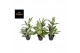 Aglaonema green mix 