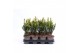 Taxus x media hillii 