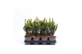 Taxus x media hillii