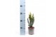 Taxus x media hillii 