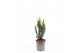 Taxus x media hillii 