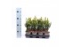 Taxus x media hillii 
