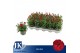 Dianthus oscar cherry Dark Red 