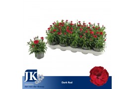 Dianthus oscar cherry Dark Red