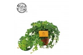 Parthenocissus striatha