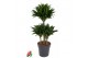 Dracaena fragr. compacta 45-carrousel 