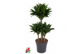 Dracaena fragr. compacta 45-carrousel