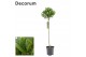 Laurus nobilis Laurus nobilis Bol op stam 5000 gram 25 cm diameter 70  