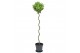 Laurus nobilis Laurus nobilis Spiraal stam 25 cm diameter 5000 gram 