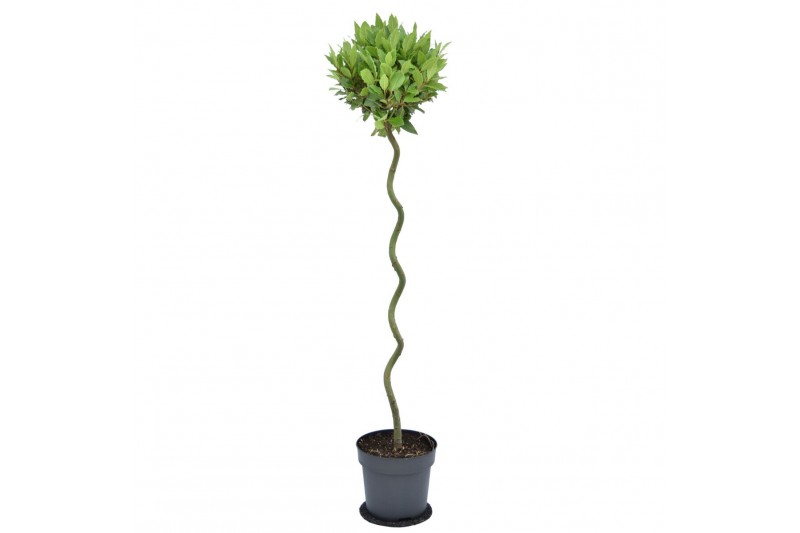 Laurus nobilis Laurus nobilis Spiraal stam 25 cm diameter 5000 gram 