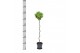 Laurus nobilis Laurus nobilis Spiraal stam 25 cm diameter 5000 gram 