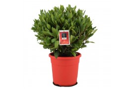 Laurus nobilis Bol zonder stam 45 cm diameter