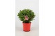 Laurus nobilis Bol zonder stam 45 cm diameter 