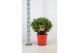 Laurus nobilis Bol zonder stam 45 cm diameter 