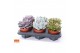 Echeveria mix 