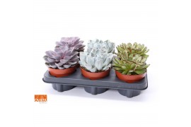 Echeveria mix