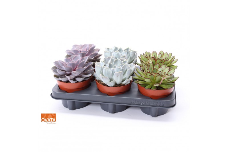 Echeveria mix 
