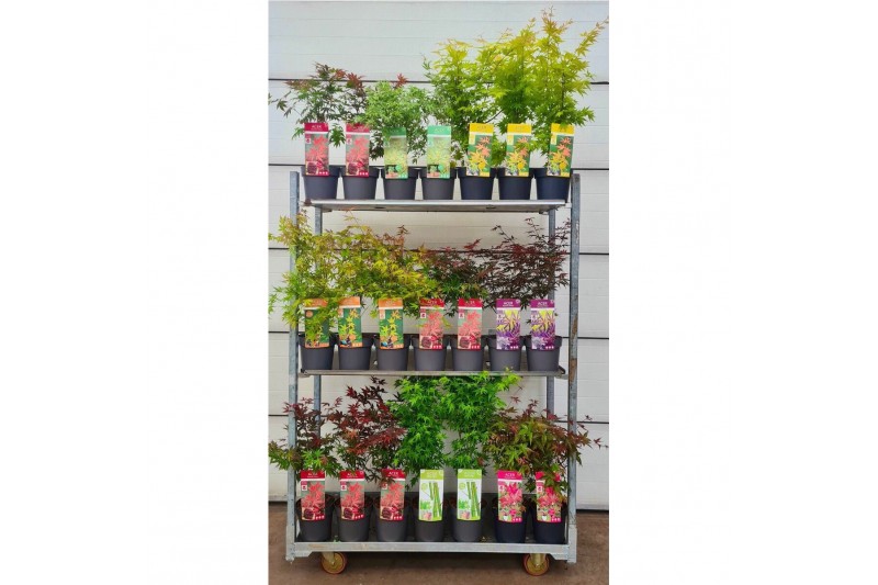 Acer palmatum mix volle CC 3 kleuren per kar 