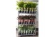 Acer palmatum mix volle CC 3 kleuren per kar 
