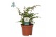 Didymochlaena truncatula air so pure 