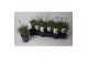 Lavandula hidcote angustifolia 