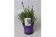 Lavandula hidcote angustifolia 