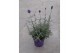 Lavandula hidcote angustifolia 