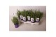 Lavandula hidcote angustifolia 