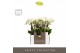 Phalaenopsis multiflora wit Optifriend Sandra 3 tak in Abruzzo Black A 
