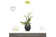 Phalaenopsis multiflora wit Optifriend Sandra 3 tak in Abruzzo Black A 