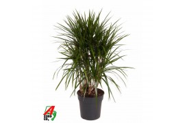Dracaena marginata vertakt