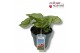 Brunnera macrophylla Brunnera Sea Heart 