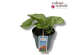Brunnera macrophylla Brunnera Sea Heart