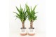 Yucca in milou keramiek 