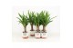 Yucca in milou keramiek 