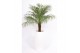 Phoenix roebelenii in santorini pot wit 