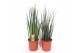 Sansevieria luxe mix 