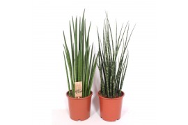 Sansevieria luxe mix