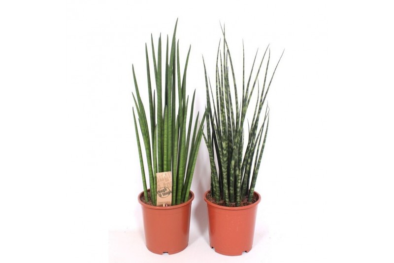 Sansevieria luxe mix 