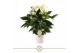 Anthurium andr. white champion 6+ 