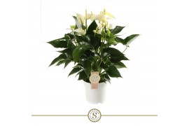 Anthurium andr. white champion 6+
