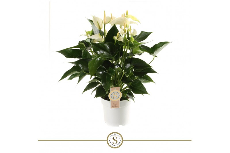 Anthurium andr. white champion 6+ 