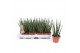 Sansevieria fernwood mikado 