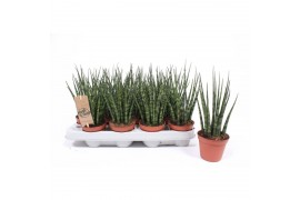Sansevieria fernwood mikado