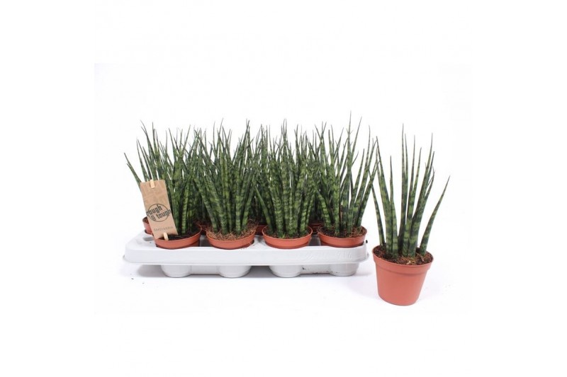 Sansevieria fernwood mikado 