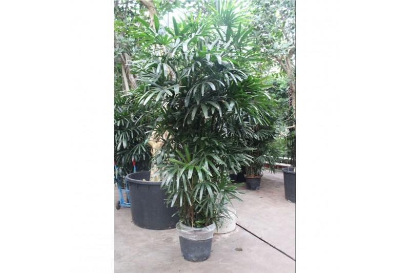 Rhapis excelsa Rhapis excelsa 10 pp 