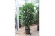 Rhapis excelsa Rhapis excelsa 10 pp 
