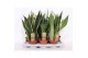 Sansevieria trifasciata mix 