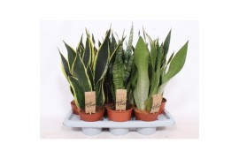 Sansevieria trifasciata mix